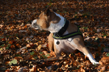 Фотография к новости: Собаку зарезали на глазах у хозяина в центре Алматы