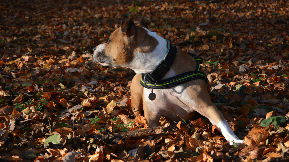 Иллюстративное фото - pxhere.com