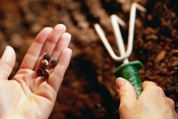 Фотография к новости: Более 43 млн тенге на фиктивном посеве похитили в аграрном университете Алматы