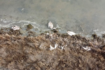 Более 500 мёртвых лебедей обнаружили на озере в Мангистауской области