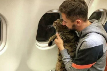 Фотография к новости: Умер кот, которого не пустили в самолёт из-за лишнего веса