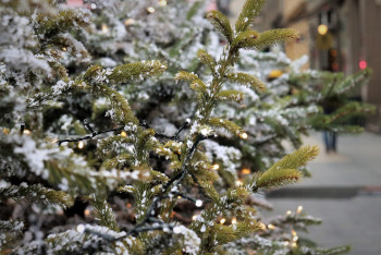 Фотография к новости: Карагандинский зоопарк просит жителей сдавать свои новогодние ёлки для зверей