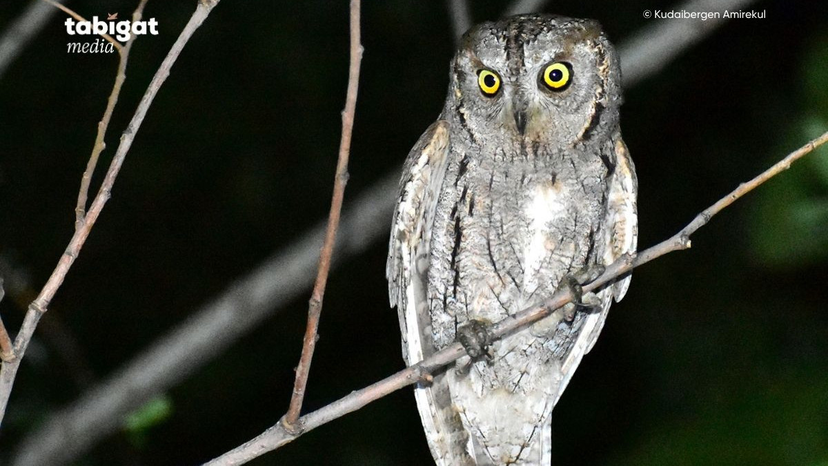 Выбрана птица 2024 года в Казахстане