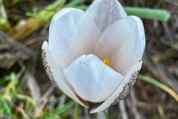 В Шымкенте расцвели подснежники
