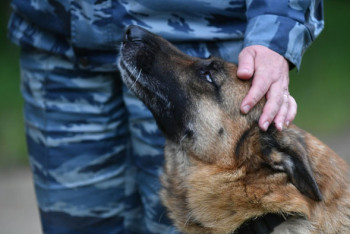 29 фактов транзита наркотиков выявили казахстанские кинологи в 2023 году