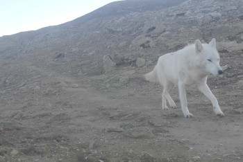 Фотография к новости: Редкий хищник попал в фотоловушку в Мангистау