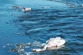 Жителей Мангистау предупредили о риске распространения птичьего гриппа