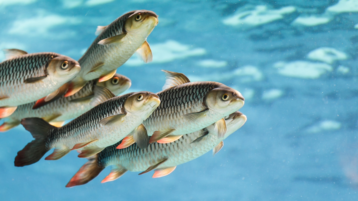 Из открытых источников