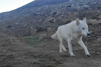 Учёный объяснил, откуда в Мангистау появился белый волк