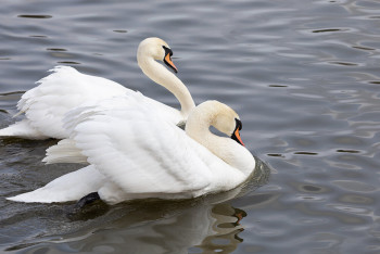 Число погибших лебедей в Мангистау превысило 980 особей