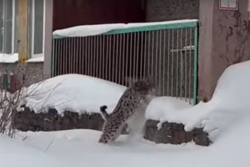 Фотография к новости: Рысь забралась на территорию детского сада и напугала сотрудников