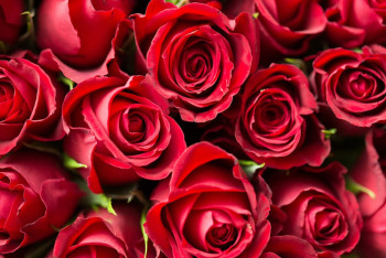 Тысячи роз из Эквадора сожгли в Караганде