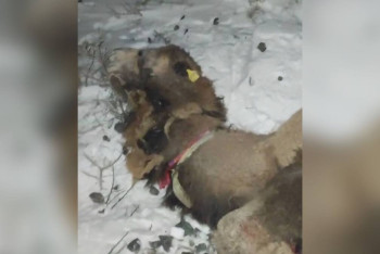 Фотография к новости: Верблюды и лошади попали под поезд в Атырауской области