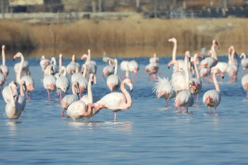 МАЭК потратит миллионы на мониторинг шор Караколь