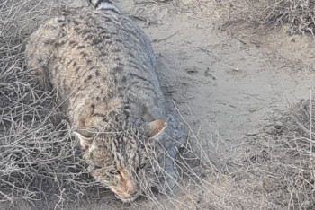 Фотография к новости: Редкая краснокнижная дикая кошка попалась в фотоловушку в Мангистауской области