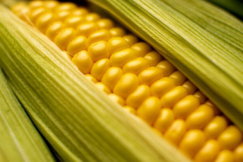 Фотография к новости: Казахстан планирует наладить экспорт кукурузы в КНР и Иран