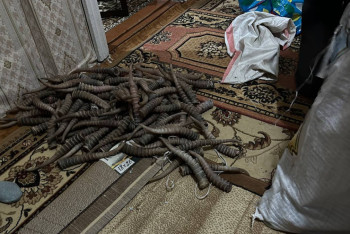 Фотография к новости: Более 200 рогов сайги изъяли у жителей ЗКО