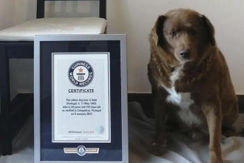 Фотография к новости: В Книге рекордов Гиннеса усомнились в возрасте старейшей в мире собаки