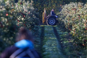 Британские фермы теперь нанимают рабочих в Центральной Азии