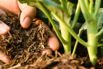 Фотография к новости: Казахстан и Турция обсуждают совместные проекты по семеноводству и ирригационным системам