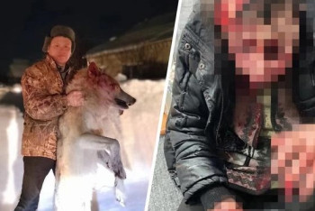 Фотография к новости: Волк загрыз пенсионерку и покусал несколько сельчан