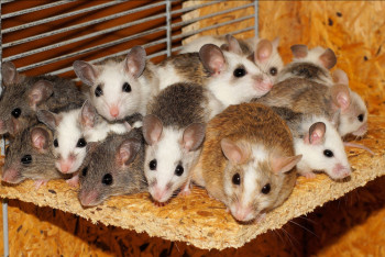 Фотография к новости: Кризисный центр для женщин закрыли из-за нашествия мышей в Шымкенте