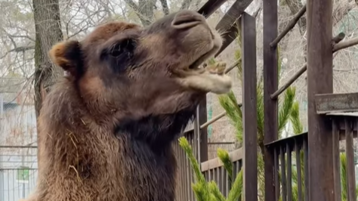 instagram.com/almatyzoo