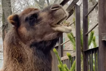 Фотография к новости: Птицы кричали, шимпанзе обнимались: в зоопарке показали, как вели себя животные во время землетрясения в Алматы