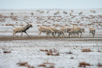 Стадо сайгаков погибло после столкновения с тепловозом