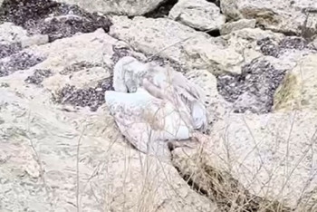 Число погибших лебедей выросло в Мангистау