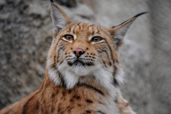 Фотография к новости: Рысь сняли на видео в резервате Ертис орманы