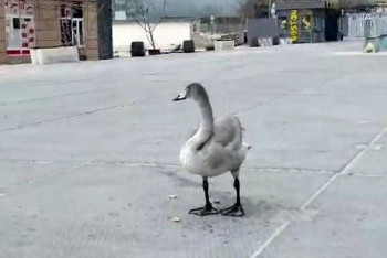 Одинокого лебедя нашли у ресторана жители Актау