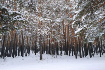 520 тысяч деревьев высадят в нацпарке Бурабай в 2024 году