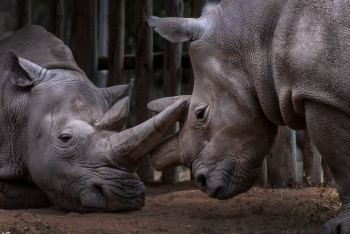 Вымирающих северных белых носорогов  хотят возродить с помощью ЭКО