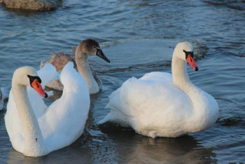 На озере Караколь наблюдается снижение гибели лебедей