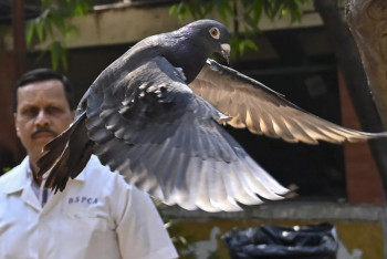 Индийская полиция оправдала китайского голубя-шпиона