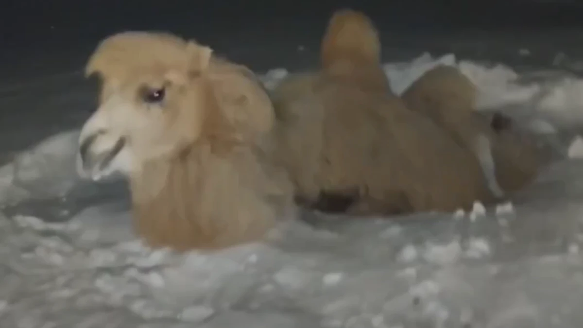 скриншот с видео