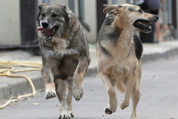 В Караганде создан пункт содержания бездомных животных
