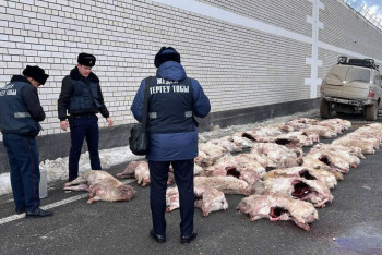 Фотография к новости: Браконьеров на двух внедорожниках задержали близ Кызылорды