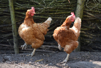 Фотография к новости: Китай впервые за 19 лет снял ограничения на ввоз птицы из Казахстана