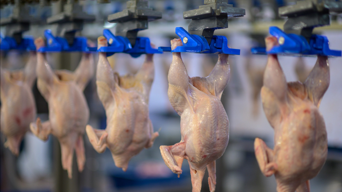 Отмена запрета: когда казахстанская курятина отправится в Китай и как это повлияет на рынок
