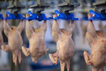 Фотография к новости: Отмена запрета: когда казахстанская курятина отправится в Китай и как это повлияет на рынок