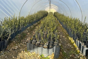 Оливковые деревья высажены в двух областях Казахстана