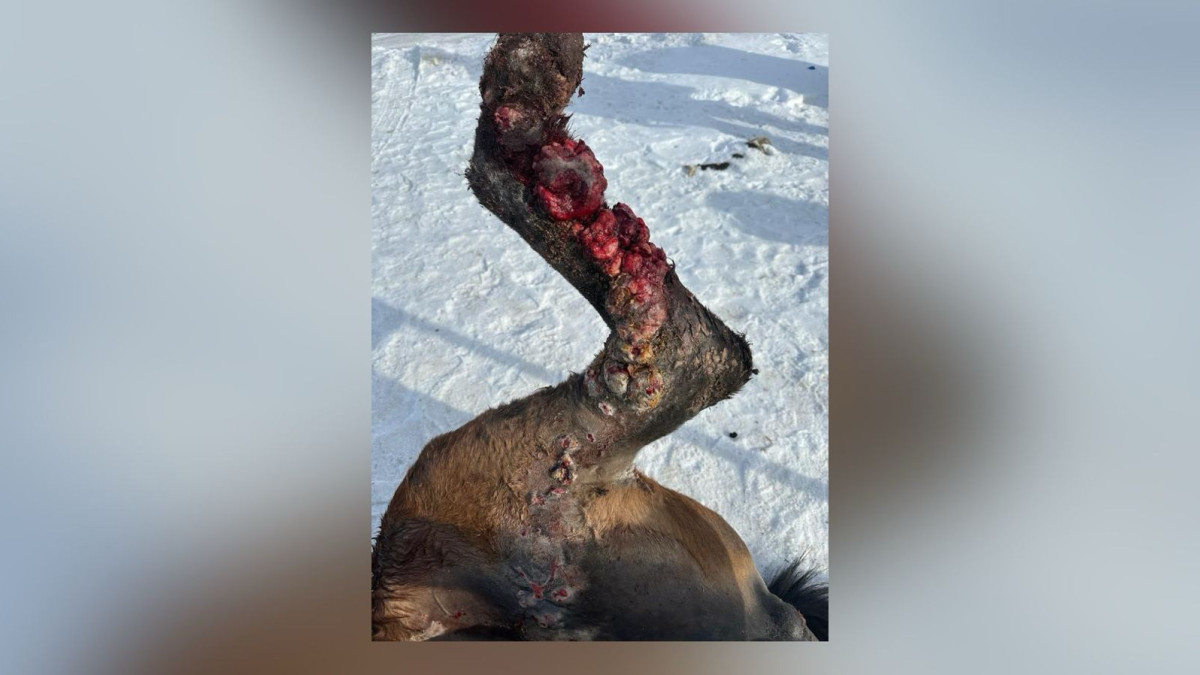 t.me/patriot_patriot