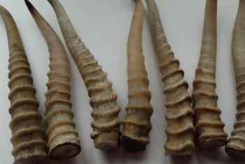 Фотография к новости: За рога из мусорки продавец антиквариата заплатит 5 млн тенге штрафа