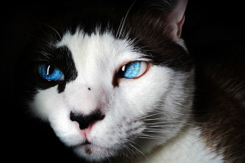 Мог заразиться от кошки: зафиксирован первый случай смерти от Аляскинской оспы