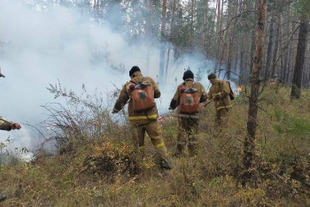Фотография к новости: В Казахстане посчитали затраты на восстановление лесов после пожаров