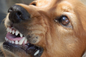 Фотография к новости: Более 500 тысяч тенге заплатит владелец пса, покусавшего ребёнка в Астане