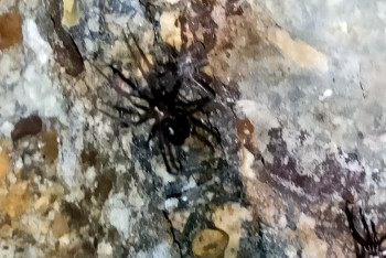 Фотография к новости: Ядовитые пауки расплодились в подвале жилого дома в Актау