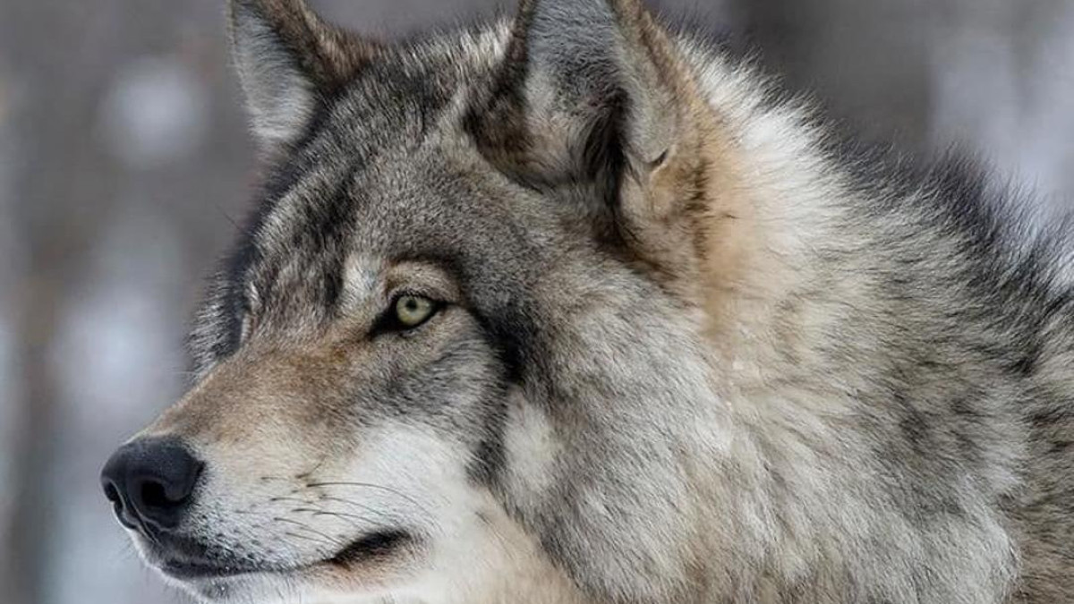 Волки нападают на людей в СКО: в полиции сделали заявление